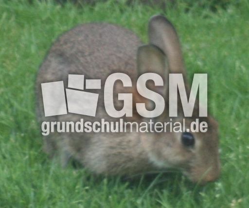 Wild-Kaninchen 062.jpg